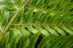 Cyathea milnei. Underside of young fertile frond showing curly hairs and ovate pale brown scales on the primary costae, but only scales on the secondary costae.
 Image: L.R. Perrie © Te Papa 2014 CC BY-NC 3.0 NZ
